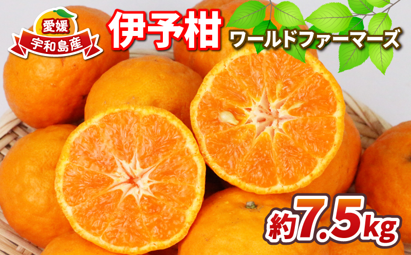 みかん 伊予柑 7.5kg ワールドファーマーズ 先行予約 いよかん 蜜柑 mikan 愛媛みかん 愛媛蜜柑 愛媛ミカン 柑橘 果物 くだもの 愛媛県産 ミカン 宇和島みかん 吉田みかん フルーツ 数