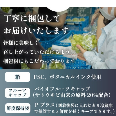 数量限定 特選 プレミアムシャインマスカット 大房2房 山梨から産地直送【配送不可地域：離島】
