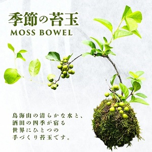 SL0276　苔玉(MOSS BOWEL)  季節の苔玉