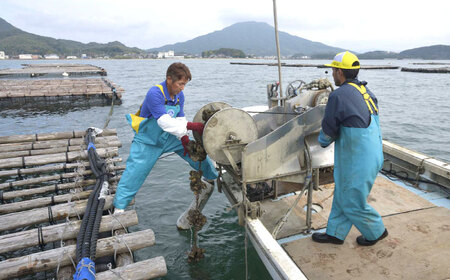 福岡県糸島産 殻付き牡蠣 生食可 1.5kg(18粒前後) 糸島市 / 日進丸 牡蛎 カキ[AWA011]