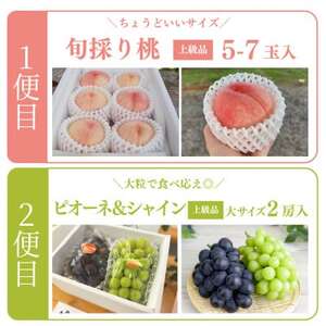 【発送月固定定期便】【2026年先行予約】量より質!桃とピオーネ＆シャインの定期便(岡山県産)全2回【配送不可地域：離島・北海道・沖縄県】【4067690】