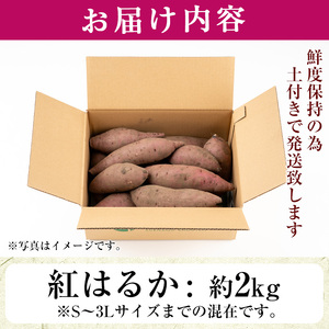 さつまいも サツマイモ 紅はるか 訳あり 2kg 末永商店 No.560-C