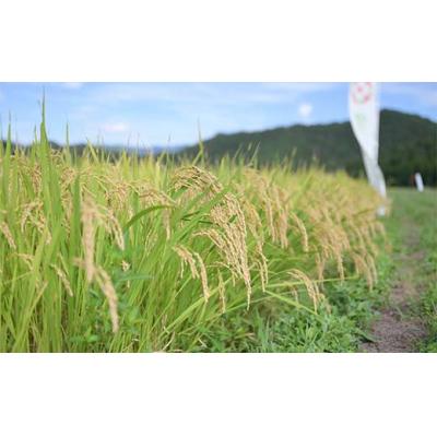 ふるさと納税 戸沢村 ≪先行予約≫令和7年度 山形県産 雪若丸 10kg(5kg×2) 精米 F7W-0102 |  | 02