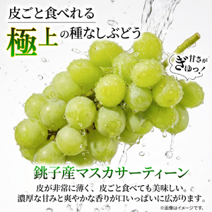 訳あり マスカサーティーン 1房 500g以上 数量限定 種なし