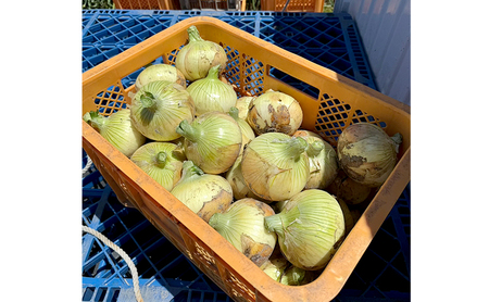 淡路島産 新たまねぎ 10kg 新玉ねぎ 玉ねぎ 玉葱 タマネギ 甘い 兵庫県 洲本市 淡路島