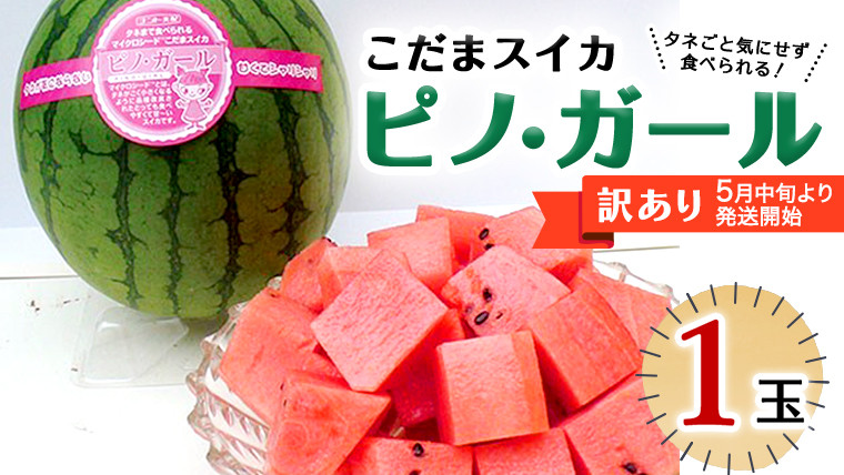 
            【 訳あり 】こだまスイカ ピノ・ガール（ １玉 ） 【 2026年5月中旬より発送開始 】 感動必至！ タネが気にならない すいか スイカ 西瓜 旬 旬の果実 旬のフルーツ くだもの 果実 フルーツ 夏 小玉スイカ 小玉 美味しい 茨城 [BC058sa]
          