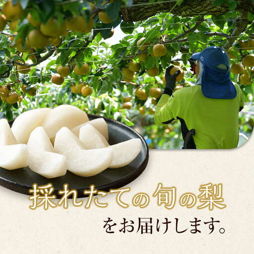 旬の赤 梨 セット 4～5kg前後 ※2026年8月下旬～12月下旬頃に順次発送予定 【梨 なし 果物 フルーツ くだもの 鳥取県産 北栄町 おすすめ 人気】