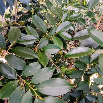 ふるさと納税 湖西市 静岡県産湖西市　出世榊　本榊　純国産　さかき1対(2束)※1日交換に間に合うように配送 |  | 03