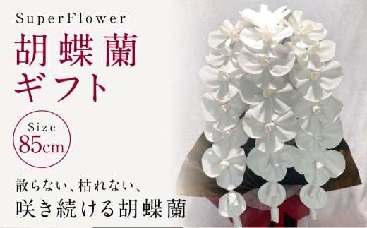 SuperFlower「胡蝶蘭ギフト」 伝統工芸花 工芸花 スーパーフラワー 国産 日本製 熊本県産 胡蝶蘭 コチョウラン こちょうらん  熊本県 熊本市