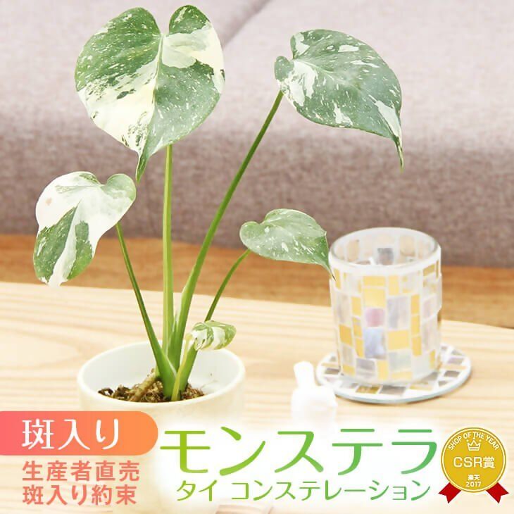 【ふるさと納税】 斑入り モンステラ タイ コンステレーション 2.5号ポット 栽培苗 植え替えセット付き モンステラ 希少品種 観葉植物 インテリア グリーン 希少 希少品種 斑入り植物 おしゃれ ギフト 室内 人気 リビング 開店祝い 新築祝い 森水木のラン屋さん 宮川洋蘭