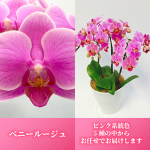 胡蝶蘭 花 ギフト ピンク系 5.5号 3本立ち お祝い プレゼント 【 胡蝶蘭 】　