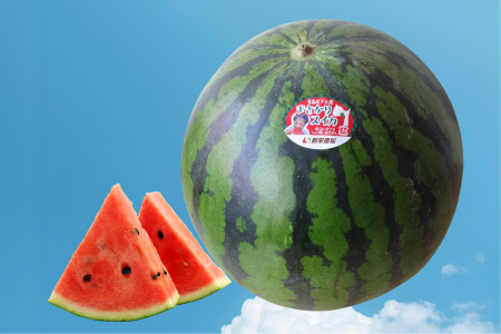 【予約商品】まさかり　スイカ　１玉7～9kg(2Lサイズ以上)