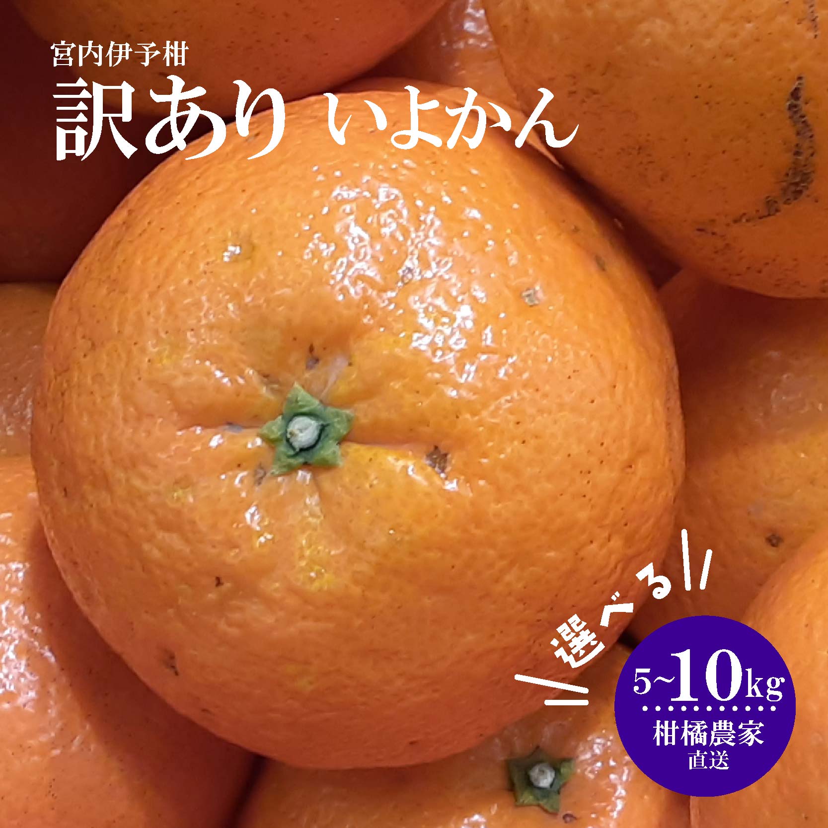 【ふるさと納税】 【訳あり】 数量限定 伊予柑 5kg または 10kg 柑橘 果物 くだもの フルーツ お取り寄せ グルメ 期間限定 人気 おすすめ 愛媛県 松山市 北条森農園
