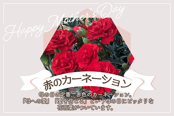 【5月初旬より順次発送】成澤さんのカーネーション 赤 5号鉢（入金期限：2026.4.30）母の日に プレゼント 赤