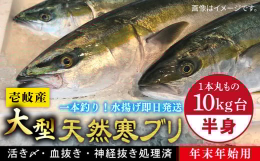 【11/1〜1/15お届け 年末年始用】壱岐島産天然寒ブリ（一本丸ものサイズ10キロ台 半身ブロック）《壱岐市》【壱岐島 玄海屋】 [JBS105]
