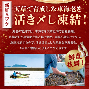 S065-004A_活き〆冷凍車海老 1.5kg (500g×3パック)  / 車エビ 車海老 エビ えび