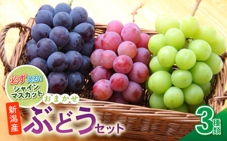 季節のぶどうセット 果物 ぶどう 果物 ぶどう ぶどう 甘いぶどう 葡萄 美味しいぶどう くだもの 新発田市 髙橋農園 C12_01