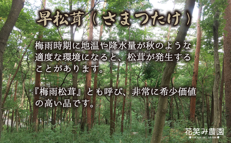 【2616-0479】岡山 花笑み農園 超希少！早『松茸』200g 梅雨の恵み (6月から7月発送)