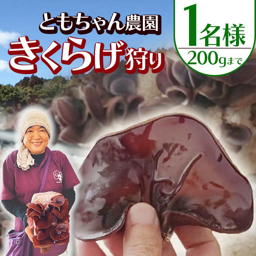 【ふるさと納税】人気急上昇 きくらげ狩り1名様 ともちゃん農園 | きくらげ 体験 きくらげ狩り 持ち帰り可 食物繊維 鉄分 カルシウム ビタミンD カリウム アミノ酸 低カロリー ダイエット中でも安心 高血圧予防 ふるさと 納税栃木県 那珂川町