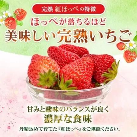 【2027年1月上旬以降】静岡県掛川市産　ミズノ農園の完熟いちご　『紅ほっぺ』約280g×4パック【配送不可地域：離島・北海道・沖縄県・四国・九州】【1738929】