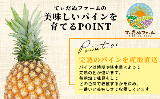 【2026年6月上旬より順次発送予定】最高級パイン ゴールドバレル2~3玉(約3kg)セット【 沖縄 石垣 パイナップル パイン ゴールド バレル 高級 セット 】TD-1-1