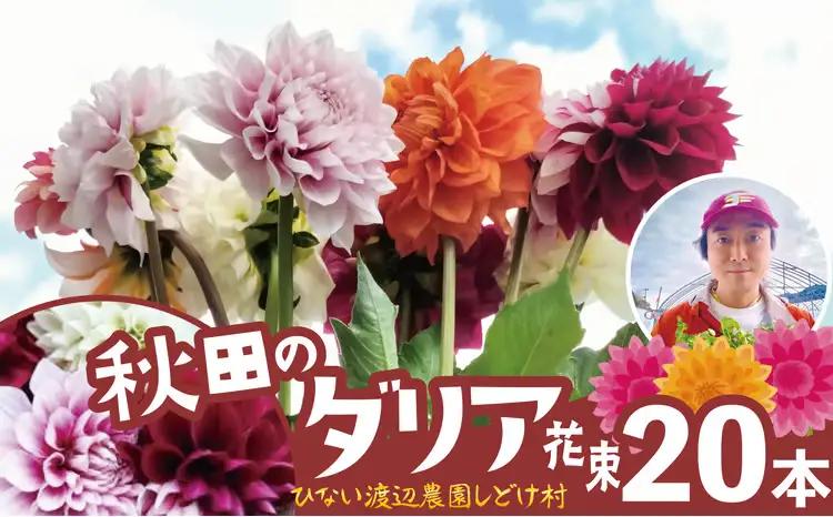 新鮮！綺麗！秋田のダリア〈20本〉　180P7801【ひない渡辺農園しどけ村】