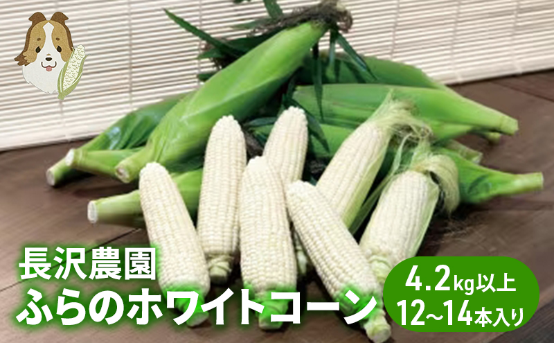 【先行受付  2026年発送】ふらのホワイトコーン 計 4.2kg 以上 (12～14本入) 白 とうもろこし ホワイトクリスピー 野菜 北海道 富良野 ふらの ギフト 長沢農園