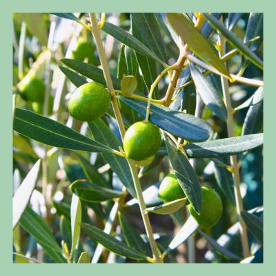 ふるさと納税 山梨市 山梨 はぎふる　≪自社農園産≫手摘みオリーブオイル と ≪自家製≫オリーブ塩漬けのセット |  | 02