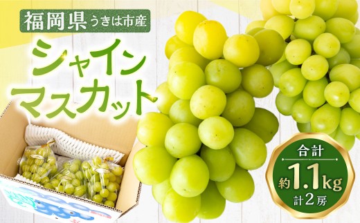 【先行予約】龍頭農園 シャインマスカット 2房 （約1.1kg） 【2026年9月上旬～9月下旬より順次発送予定】 葡萄 ぶどう ブドウ 果物 くだもの フルーツ 果実 お取り寄せ 福岡県 うきは市 冷蔵