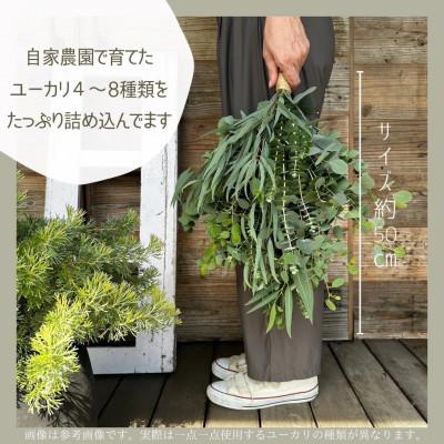 ふるさと納税 入間市 【ユーカリ農家が束ねる】摘みたてユーカリスワッグ |  | 01