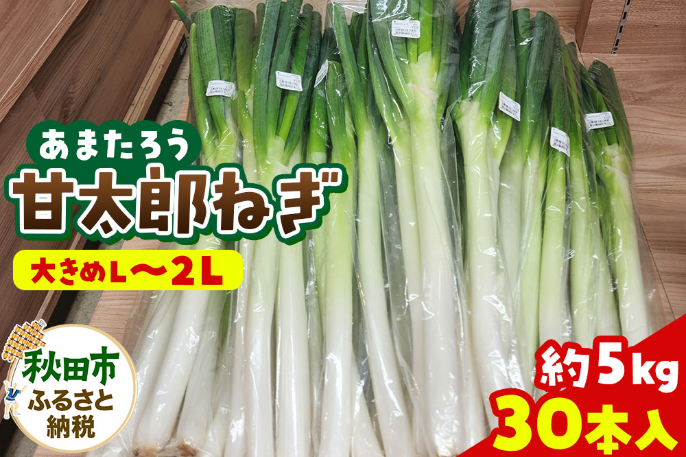 甘太郎ねぎ 約5kg（1箱30本入り）