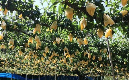 先行予約 ル レクチェ 贈答用 2kg 新潟県産 洋梨 岩福農園 