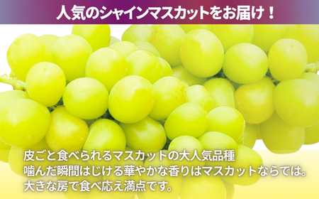 【2024年6月下旬～順次発送】中村オリジナルぶどう園のおまかせ5種ぶどうの詰め合わせ（オリジナル品種含！）※発送前のご連絡についてご注意ください