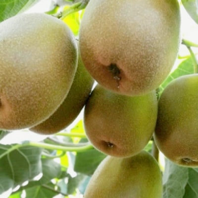 レッドキウイフルーツ化粧箱入り　産地直送約1.5kg(12～18玉)【配送不可地域：離島】