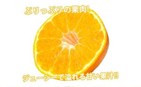 デコポン I12光センサー選果 約2kg （5～10玉） 【2025年12月上旬から2026年5月下旬発送予定】 でこぽん 蜜柑 みかん 果物 果実 フルーツ 熊本県 熊本市 常温