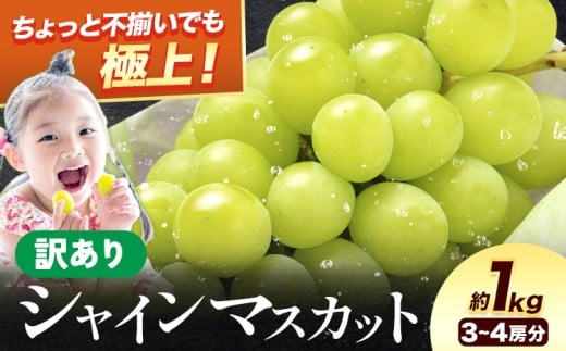 シャイン 訳あり シャインマスカット 約1kg 《2026年8月上旬-8月下旬頃出荷》訳あり シャインマスカット マスカット ぶどう フルーツ 果物 大阪府 羽曳野市 シャイン 食べやすい