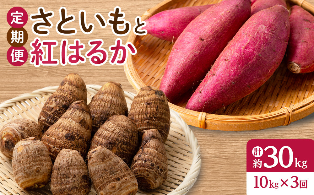 ＜定期便・全3回＞＜先行予約受付中！2026年10月上旬～2027年2月下旬発送予定＞さといもと紅はるかのセット(約10kg×3回・計約30kg) 【鳥取県 境港市】
