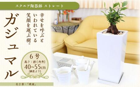 【観葉植物】幸せを見守る樹 ガジュマル 6号 スクエア陶器鉢 ストレート 高さ:約40cm～55cm内外 ｜観葉植物 ガジュマル 鉢つき