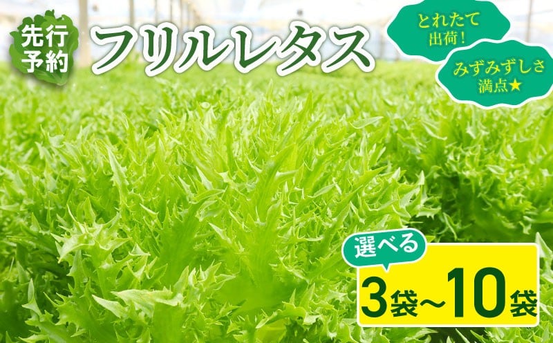 
            フリルレタス 3袋 / 6袋 / 10袋 セット 【 先行予約 】【11月中旬～発送】 新鮮レタス フレッシュ レタス サラダ 野菜 やさい こだわり 産地直送 土壌栽培  新鮮 とれたて 採れたて 冷蔵 低カロリー ヘルシー レタスボウル 弁当 ダイエット 千葉県 旭市 Farm Fujinaga ffn
          