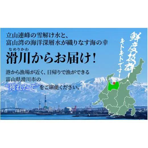 【先行予約】タグ付き 極上 ボイル紅ズワイガニ 川村水産 | 蟹 カニ ズワイ