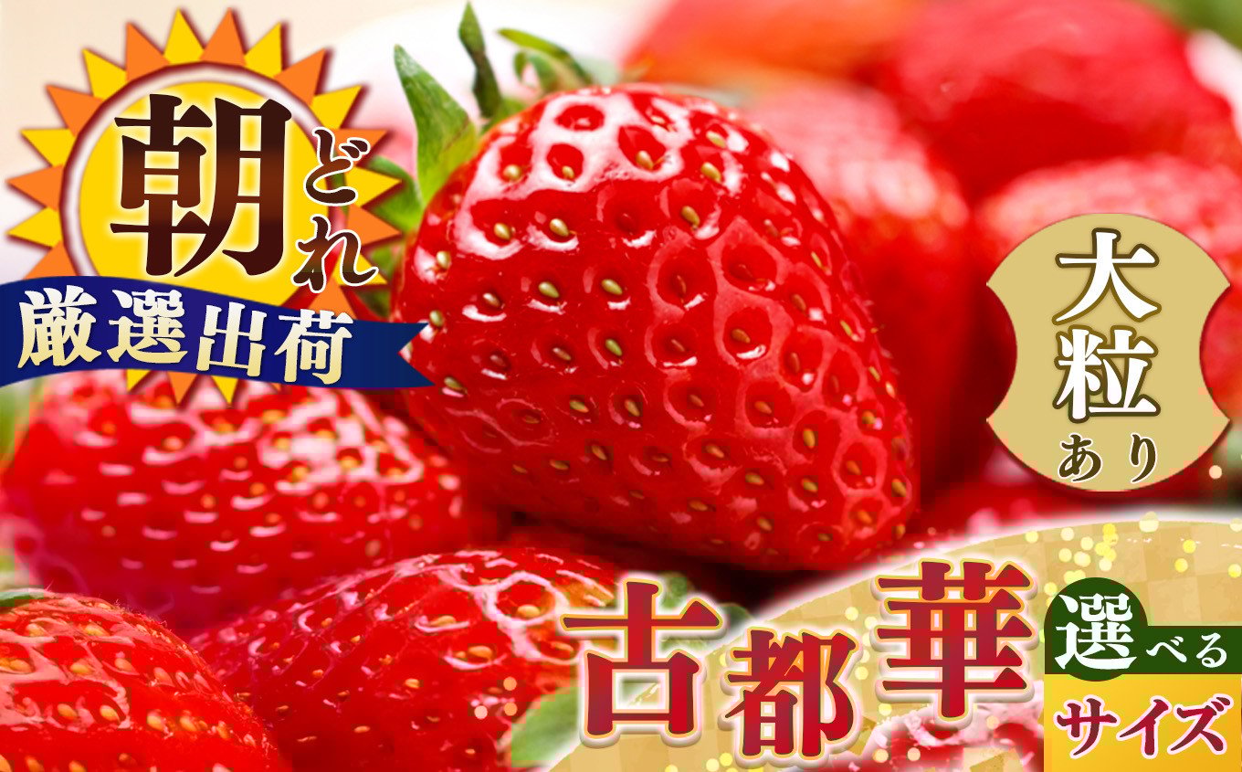 
            【 選べる 内容量 】 ジューシー 平群 の 古都華 いちご L ～ 5L サイズ 計2～4パック 苺屋小東 | 先行予約 フルーツ 果物 くだもの ブランド いちご 苺 古都華 ことか 大粒 甘い 大人気 満足 希少 希少品種 ストロベリー 美味しい 品種 特徴 糖度  1月 2月 発送 旬 送料無料 濃厚 香り 果汁 味わい深い お取り寄せ 産地直送 名産地 奈良県 平群 町
          