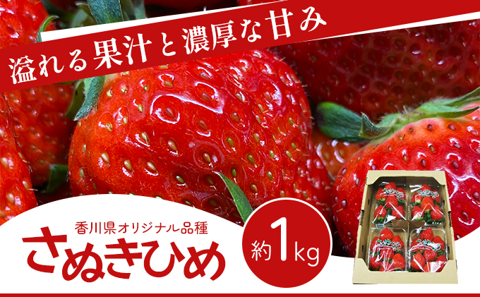 香川県 オリジナル品種！ いちご【さぬきひめ】1kg（ フルーツ 果物類 苺 さぬき姫 取り寄せ 送料無料 糖度 甘い 農園 特産品 秀品 大粒 1キロ デザート ストロベリー 国産 冷蔵便 ）