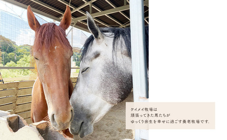 雑貨 張子の馬 グラマー グレー バージョン