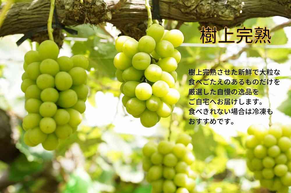 厳選 シャインマスカット・瀬戸ジャイアンツ 2房 合計1.2kg以上 詰合せ 産地直送 朝採れ ぶどう 葡萄 Kawahara Green Farm 岡山県産 2024年 