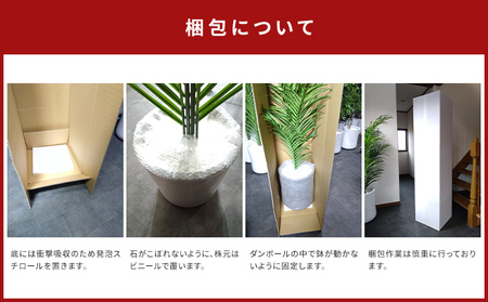 次世代型インテリアグリーン　DiamondPlants　Grande【リビング 寝室】 ナノダイヤモンド 触媒 コーティングして 抗菌 抗ウィルス 消臭 防カビ 抗酸化作用 植物  アレカヤシ・グレー