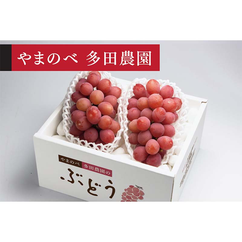 ≪2026年 先行予約≫クイーンニーナ2～3房入り（やまのべ多田農園のぶどう）山形県産 フルーツ 果物 くだもの 葡萄 ブドウ 贅沢 F4A-1010
