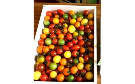 カラフルミニトマトの宝石箱 （約2kg） トマト ミニトマト とまと カラフルミニトマト 詰め合わせ 15品種以上 新鮮野菜 カラフル トマト とまと 美味しい サラダ 野菜 高知県産【ファーム輝】 