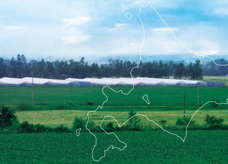 国田農場のキングメロン　1.6kg以上×2玉　北海道産