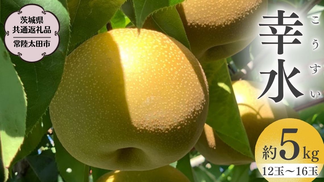 【2025年8月中旬発送開始】 茨城県産 梨 「 幸水 」 約 5kg 12玉 ～ 16玉 【茨城県共通返礼品／常陸太田市】 桧山果樹園 [DU002sa]