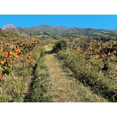 ふるさと納税 かつらぎ町 吊るし柿用 生渋柿 ひもセット 約20〜30個、約4.5〜5kg【10月中旬〜11月上旬発送予定】 |  | 03